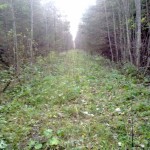 Sile metsatee, kus mugav jala käia ja saab tavalise sõidukiga liigelda
