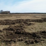 Vello Vallimaa foto metssigade tekitatud kahjustusest Saaremaal