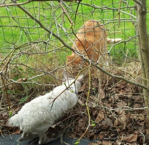 Nädalavahetusel kohtus meie pere kass naabriga. Algul turvaliselt läbi võrkaia:)