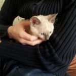 Cornish Rex tõugu kassipoeg poja süles