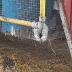 Kollases torus on elektriga soojendatud joogivesi loomadele